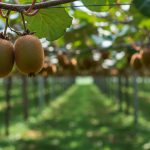 Kiwi ganha espaço no Brasil e produção pode crescer com apoio da tecnologia e infraestrutura adequada